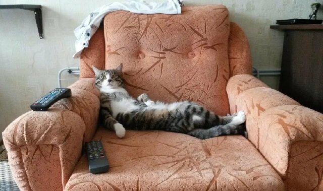 Что делать, если кошка не дает ночью спать: советы и решения