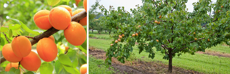 7. Подготовка и сохранение урожая