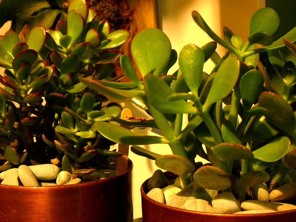 Источник: Яндекс картинки