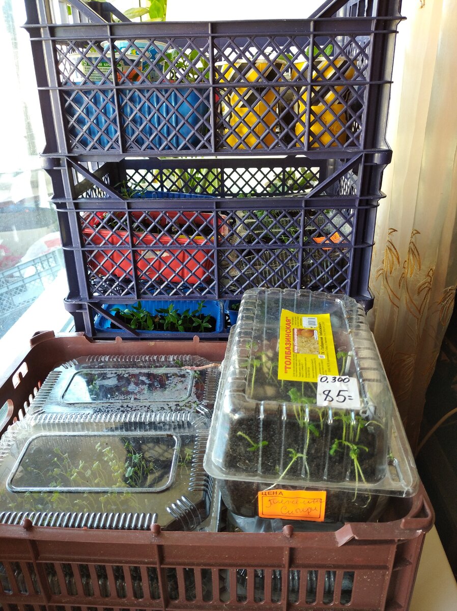 Первая попытка увезти часть рассады в деревню