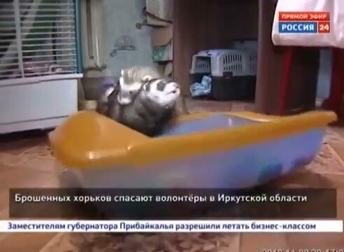 А еще про наш приют в газете написали и в новостях сюжет разместили (кадр из программы «Вести 24» 08.11.2019)