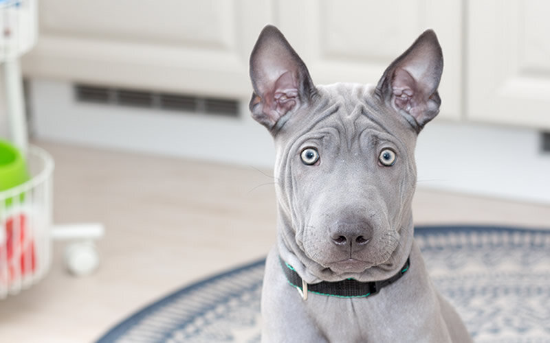 Помните, что ваши страхи не нужны собаке. Фото @kinologsmirnov.ru