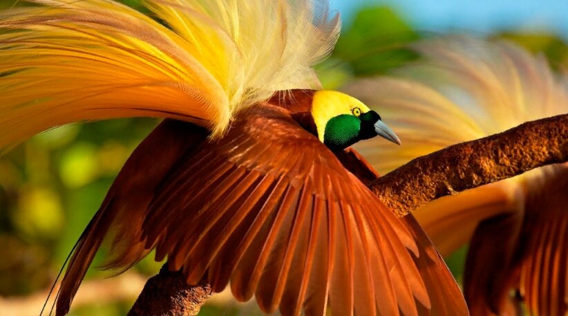 Райская птица в основном обитает в Новой Гвинее, где насчитывается тридцать пять видов. Всего в мире существует больше сорока пяти видов райских птичек, которые выделяются от своих сородичей непередаваемой яркостью оперенья и привлекательным окрасом. 