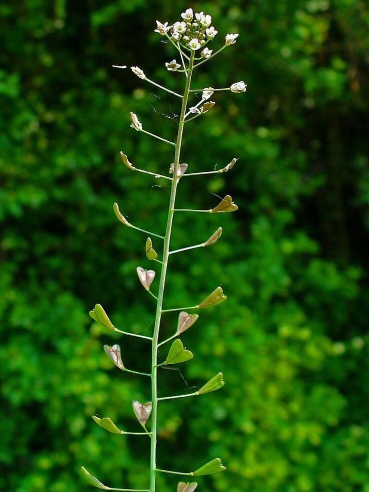 Пастушья сумка. Фото из открытых источников интернета. 