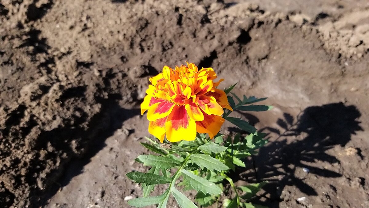 Личное фото. Сажаем цветы на даче.