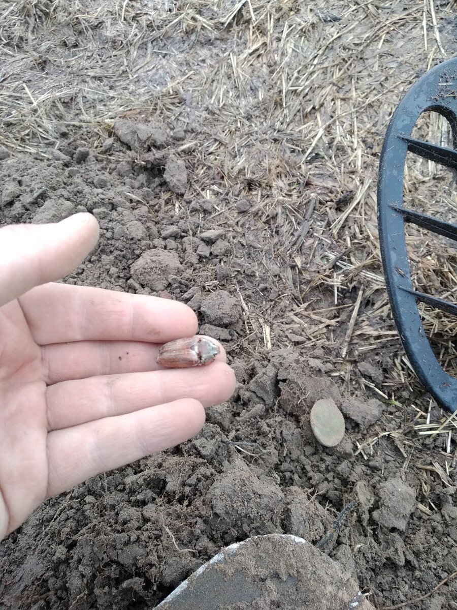 Скоро жуки полетят - будем ловить голавля! (Этот спит - закопал обратно)