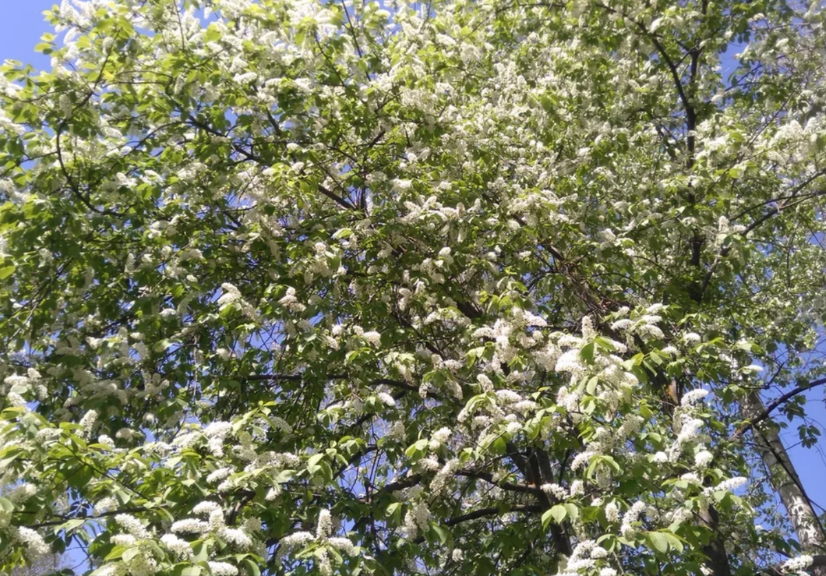 Зацвела черемуха душистая жди наступят "Черемуховые холода"