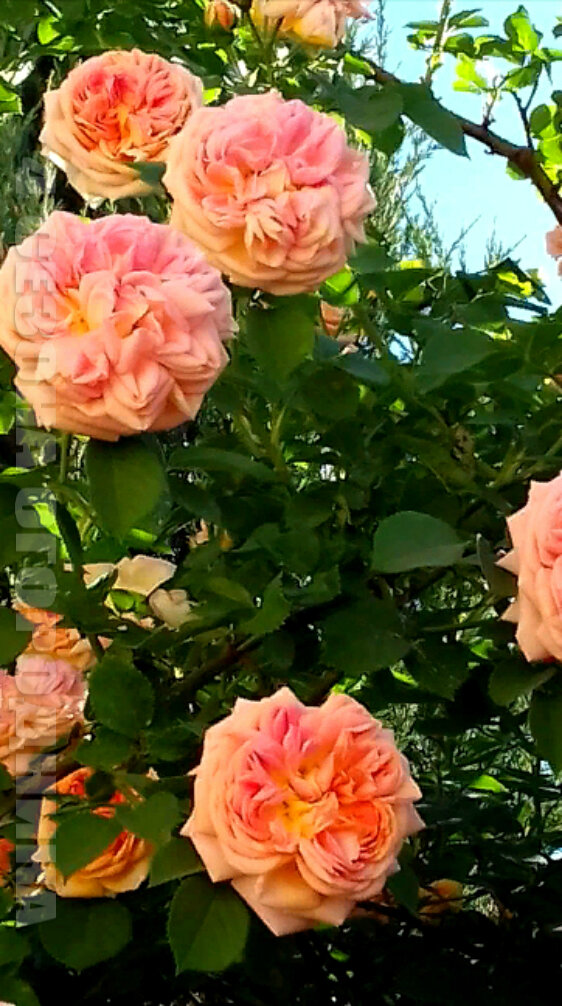 Нужное дам розам удобрение – Пышным и долгим будет цветение!