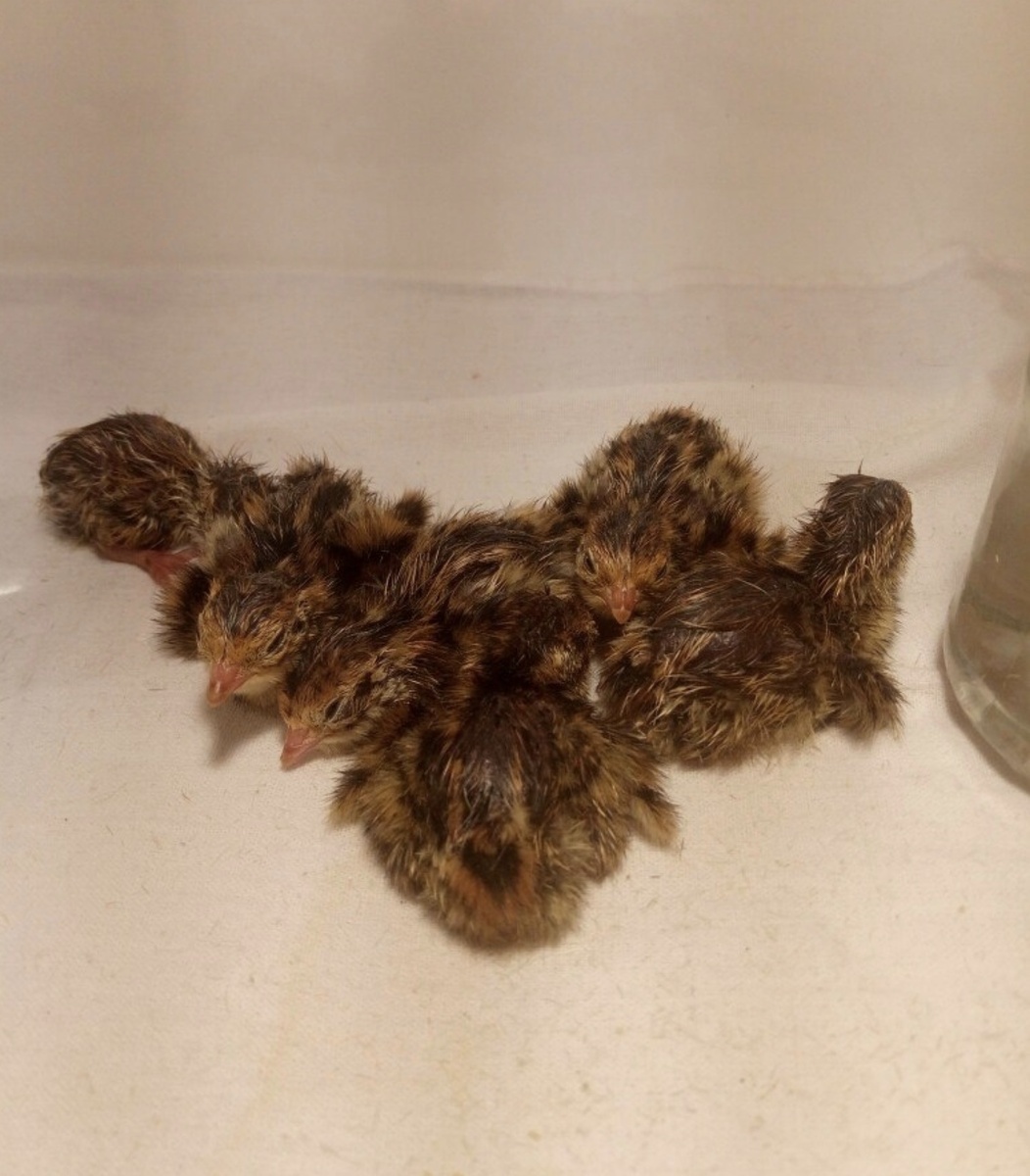 Перепелиный флешмоб, улеглись сердечком