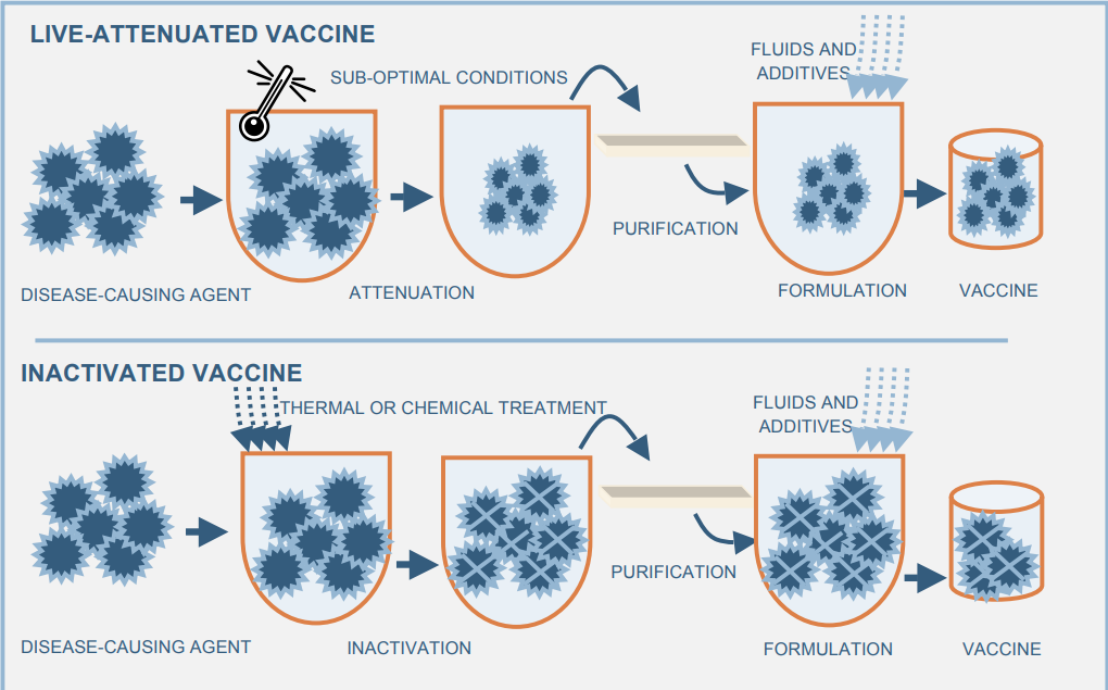 Схема вакцинации ослабленным живым и убитым возбудителем (источник)
