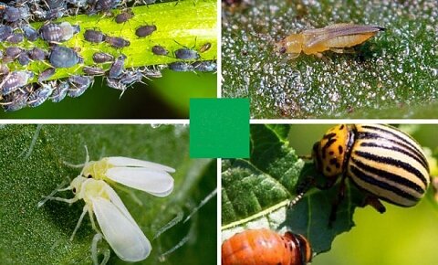 Фото: Опасные вредители картофель и помидоры