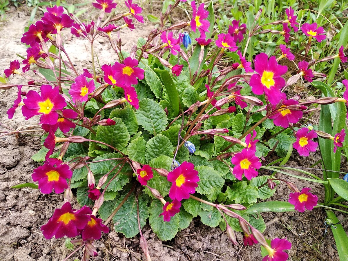 Сплошной плотный покров из листьев, над которым вольно раскинулись парящие цветки