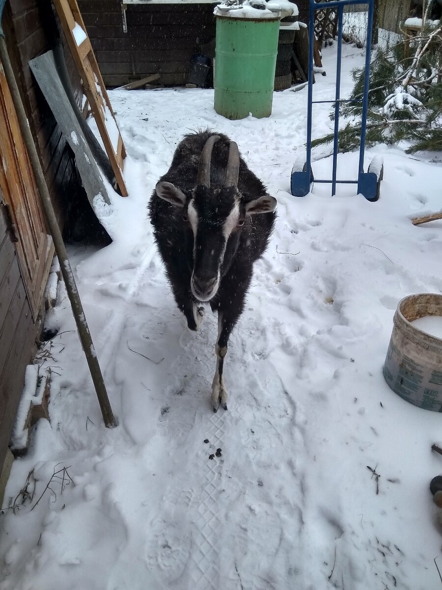 Коза автора.