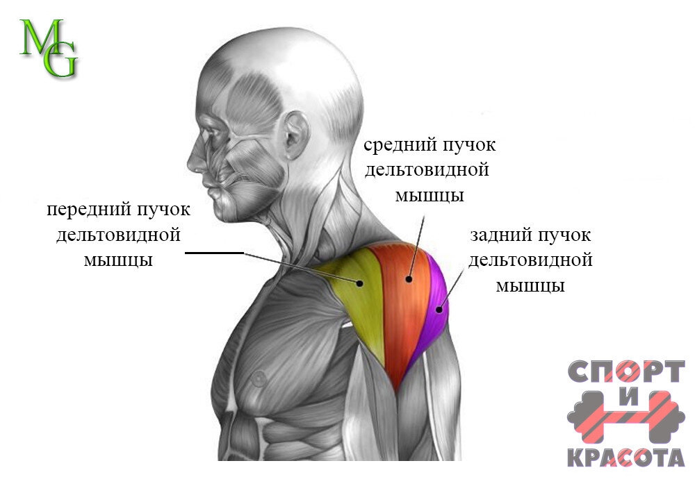 Трицепс плеча 3d анатомия