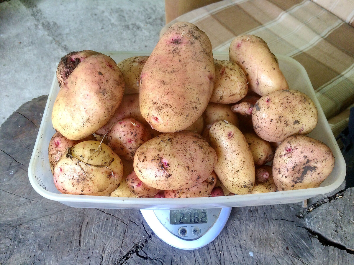 Сорт картофеля жуковский ранний фото