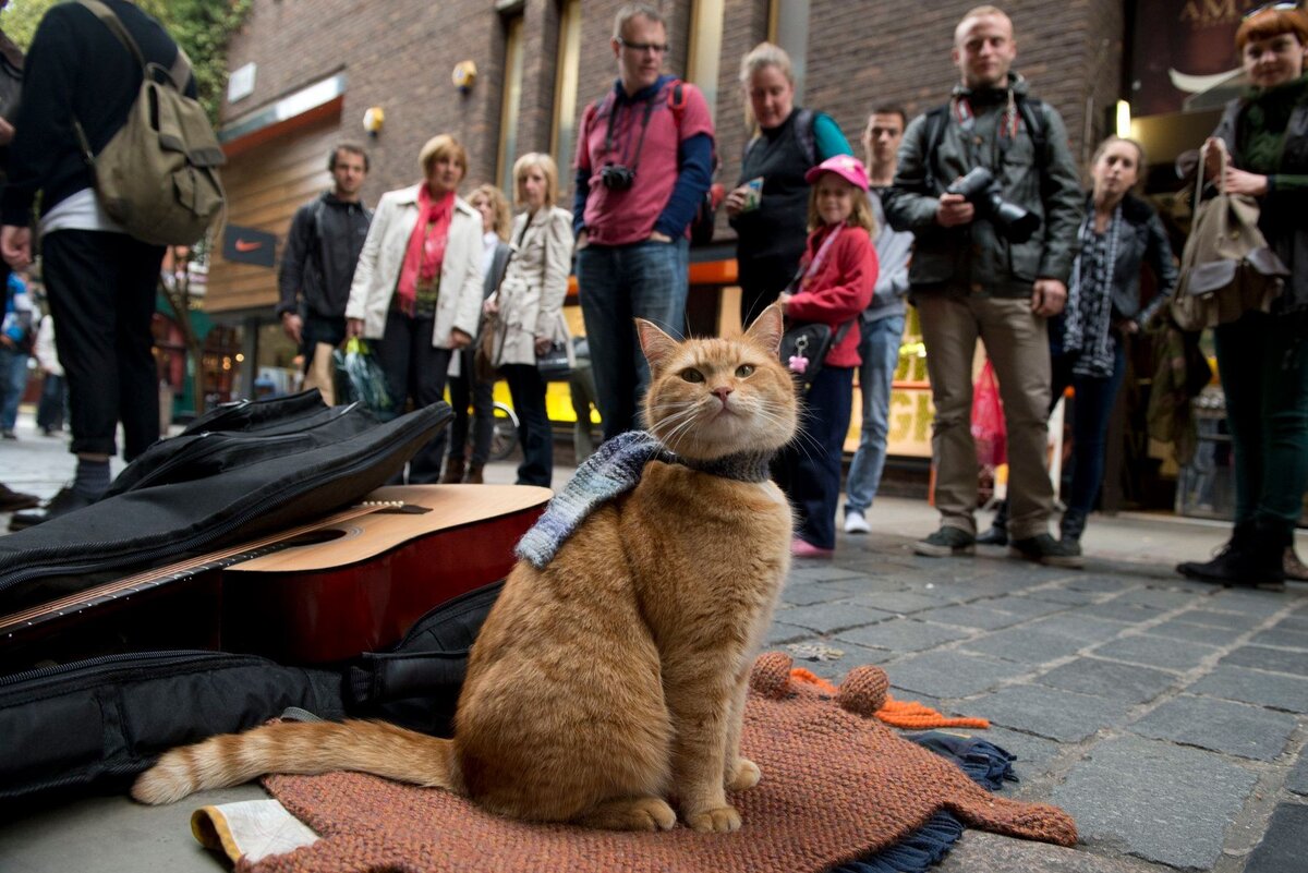 Уличный кот боб