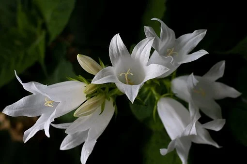 Источник фото - picabay.kom/ru/