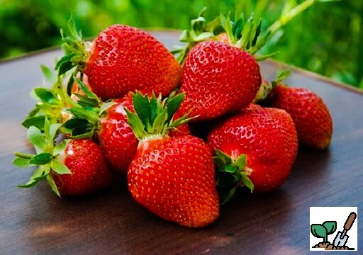 Сорт «Клери»