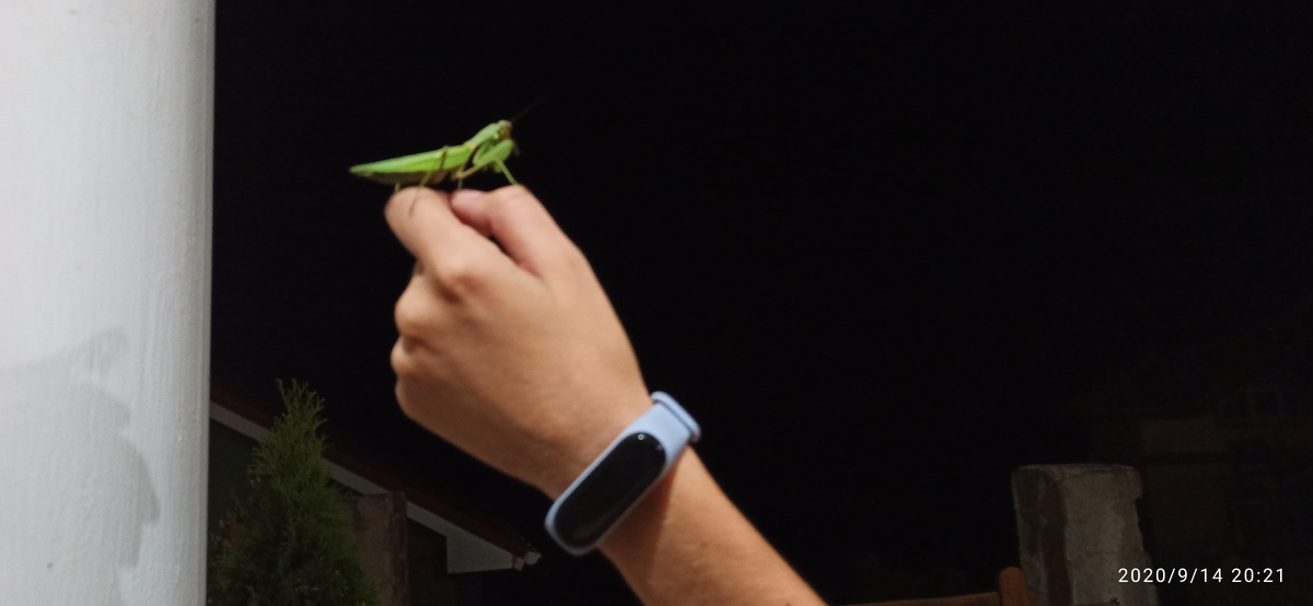 xiaomi в сиреневом браслете. Богомол заглянул на огонёк.