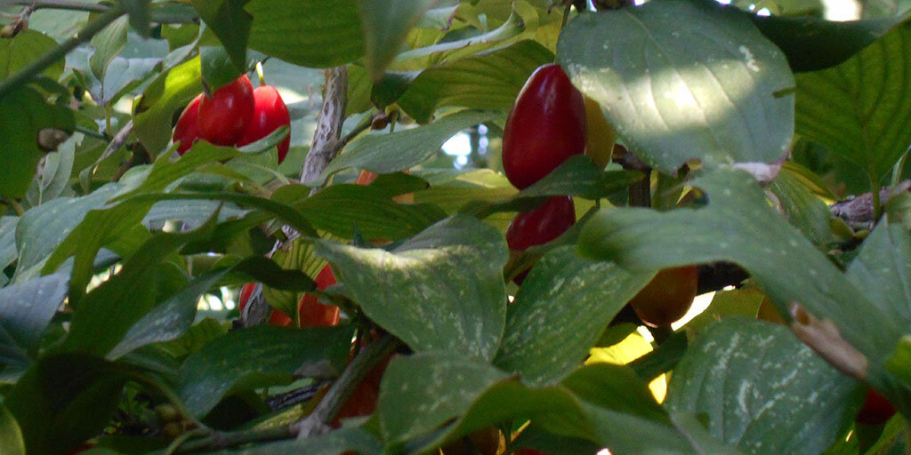 Садовый кизил еще зеленоватый