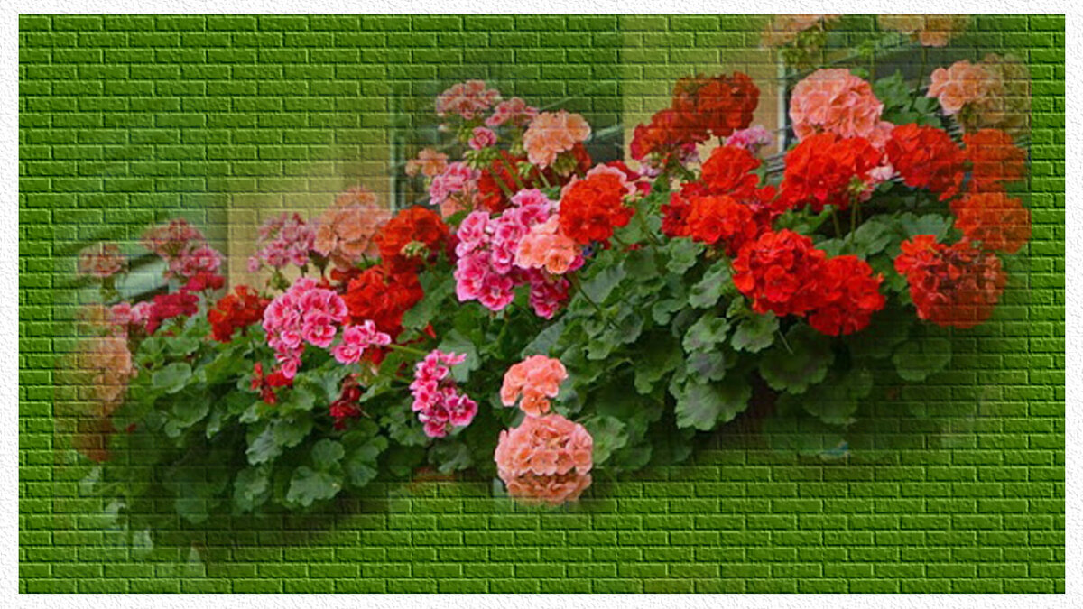 красота герани 