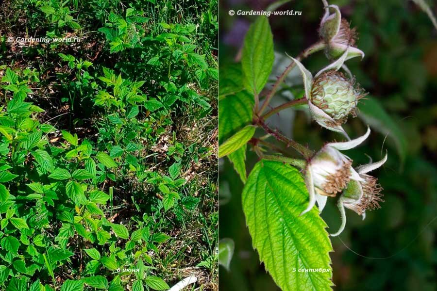 Ремонтантная малина слева - 6 июня, справа- 5 сентября