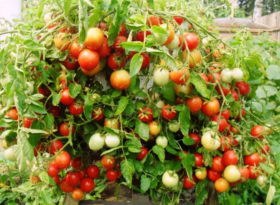 Вот такие ароматные помидоры растут прямо на подоконнике у моих друзей из деревни, а все из-за того, что они используют рулон туалетной бумаги при  сборке вместилища для рассадки.