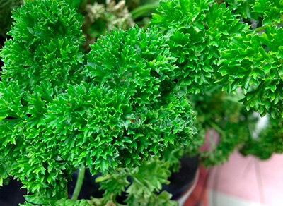 Петрушка листовая Кучерявец