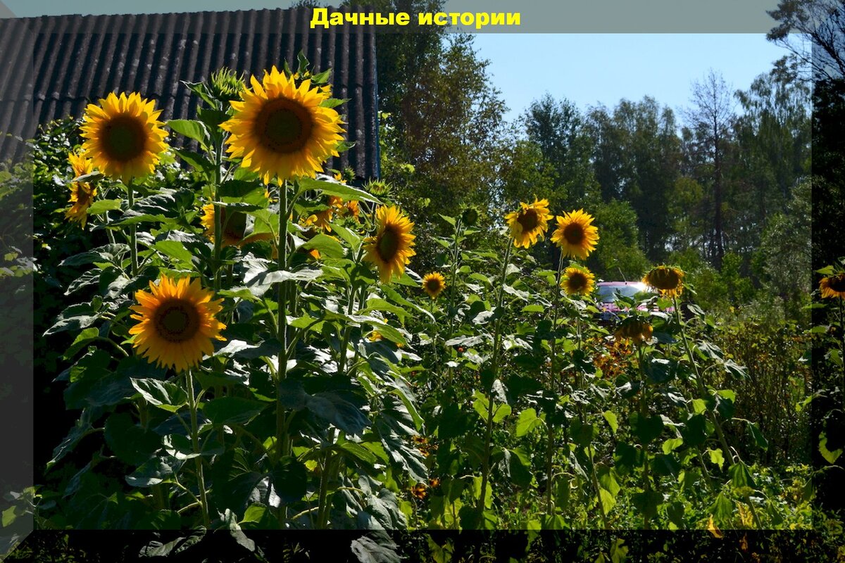 https://vk.com/photo-159774511_457244651