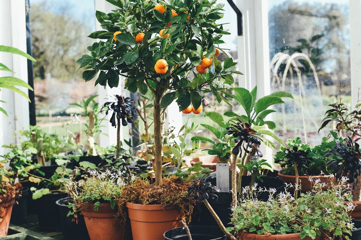 Особенности выращивания Мандарина, Лимона, Каламондина и Кумквата в доме |  Garden-Zoo.ru | Дзен