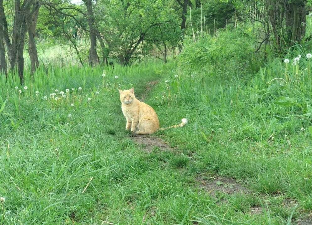 Самая первая встреча - Рыжик очень осторожен
