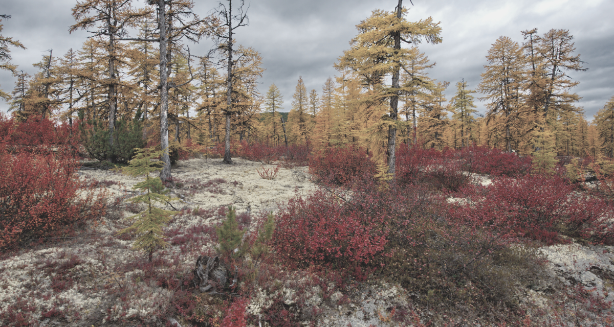 Непогода в окрестностях Магадана. Автор: kaikups. Фото с сайта canva.com. Лицензия One Design Use License.