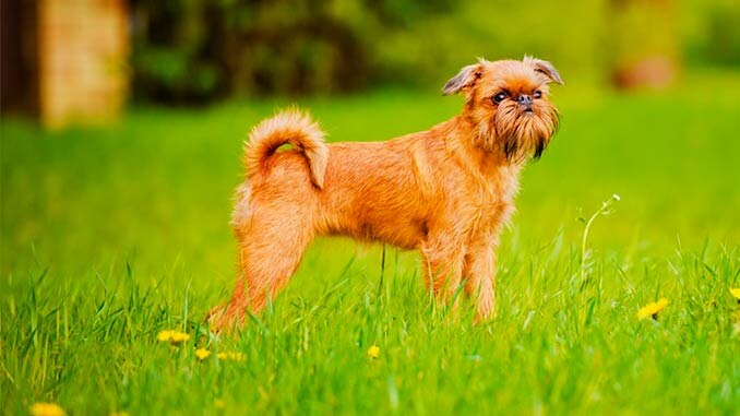 Брюссельский гриффон. Фото взято с сайта www.sobaky.info