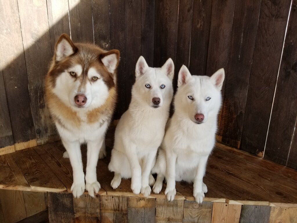 Фото: Хаски в Питомнике "Сибирская Легенда" / Медведев Александр 