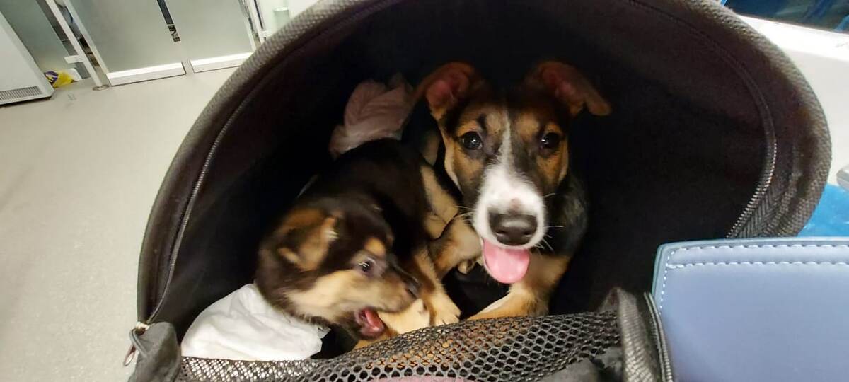 Татоша и Чара 