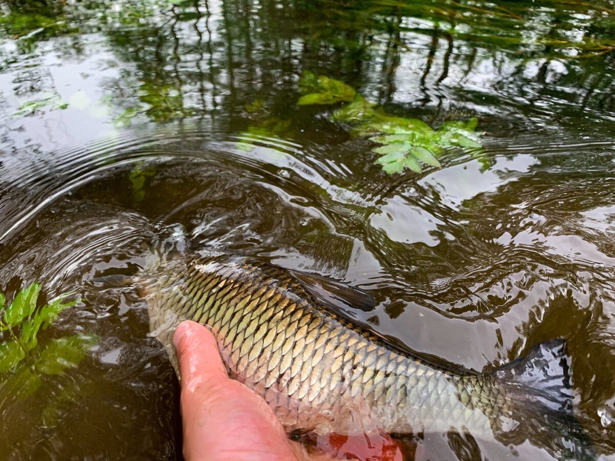 Красавец голавль!