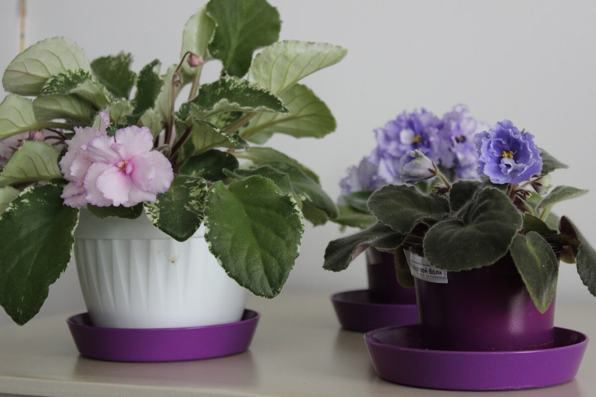 Мои сортовые фиалки для вас. Ну, чисто для настроения :). 