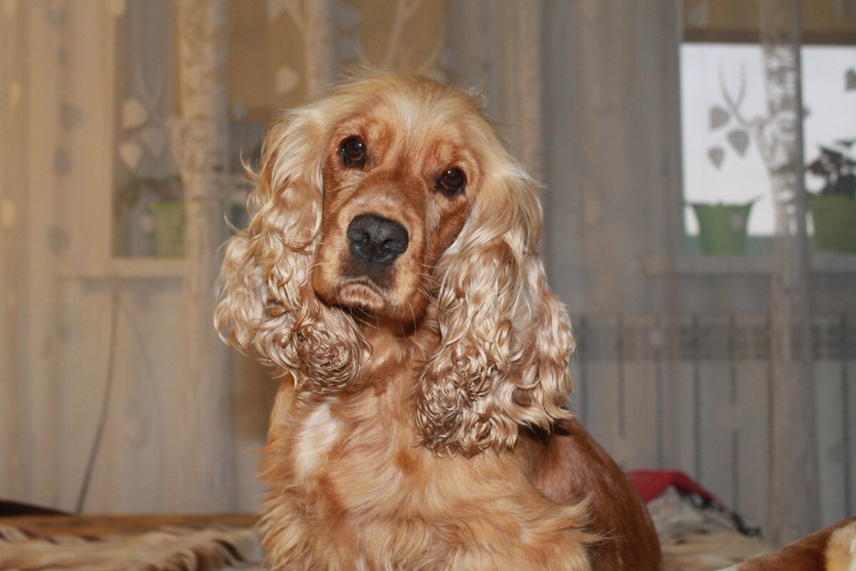 моя Джессика