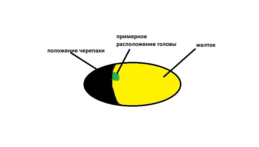 неправильное расположение в яйце