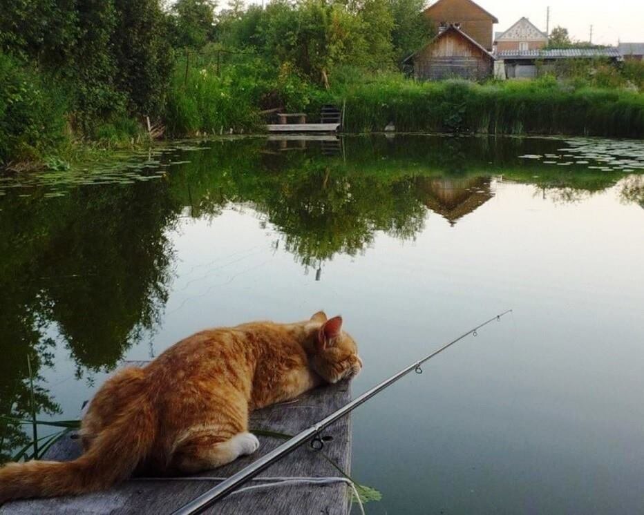 Картинки с котом рыболовом