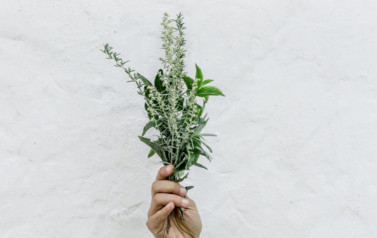 Шалфей лесной отличается пышным цветением, которое длится с июня по сентябрь. 