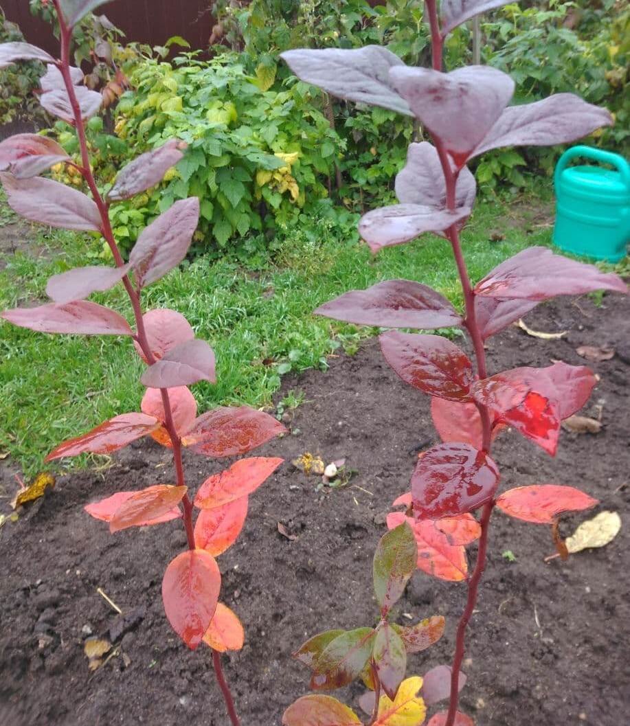 Один из моих кустиков.