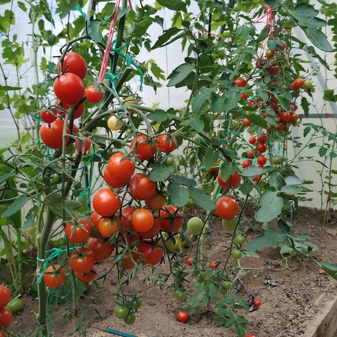 Мой урожай, 2020 год.