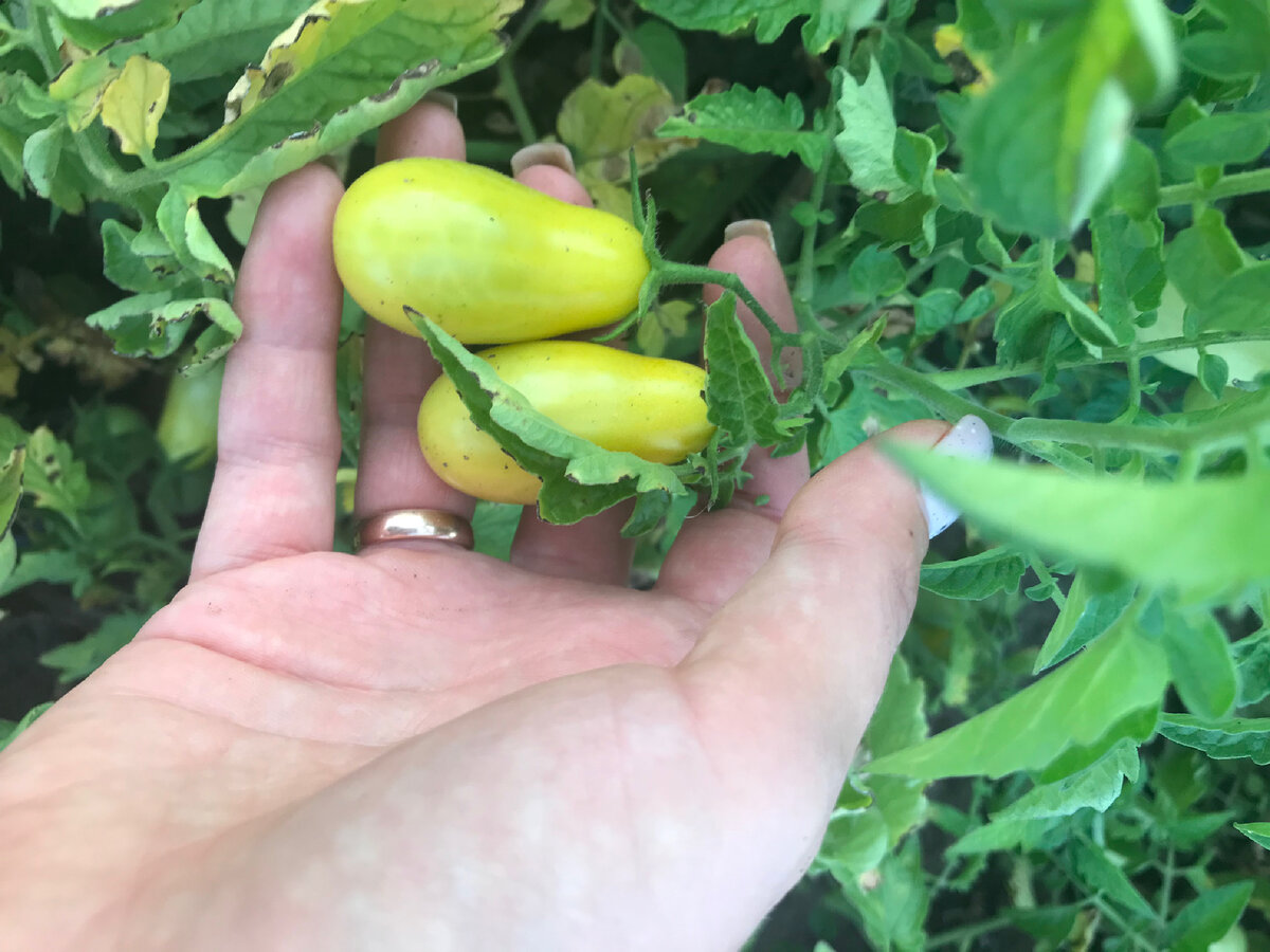 Золотой колокольчик