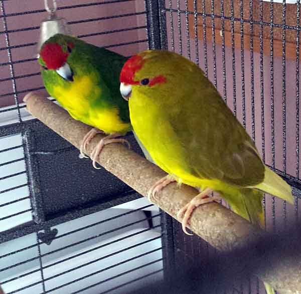 Легко ли заработать на разведении попугаев | Птица дома | Дзен