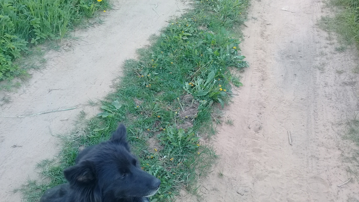 Пес Клепа встречает с Работы 