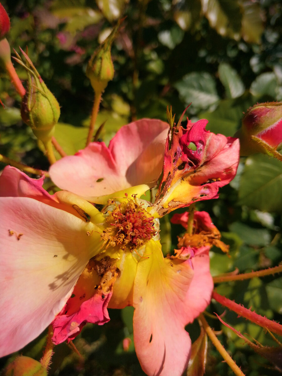 Испорченный вредителями цветок шраба Westerland/Вестерланд