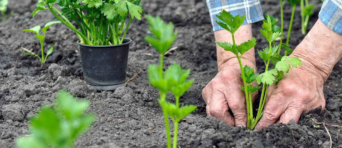 фото: https://www.istockphoto.com