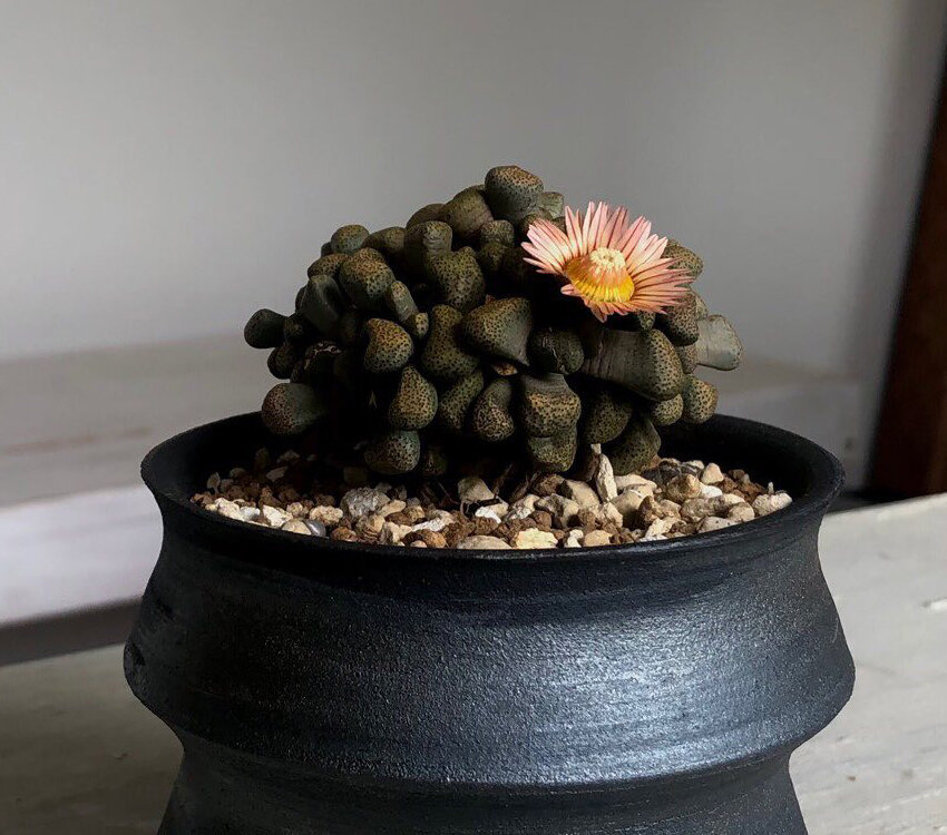 Aloinopsis luckhoffii фото