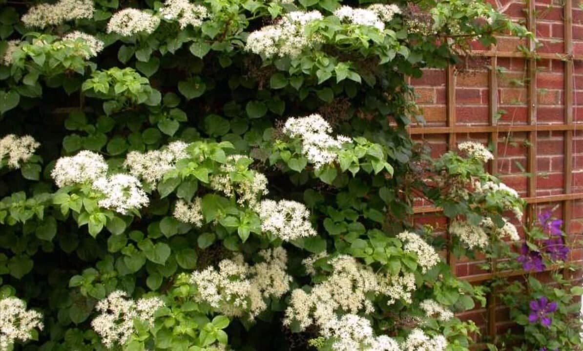 Украшение сада многолетними лианами никогда не выйдет из моды.